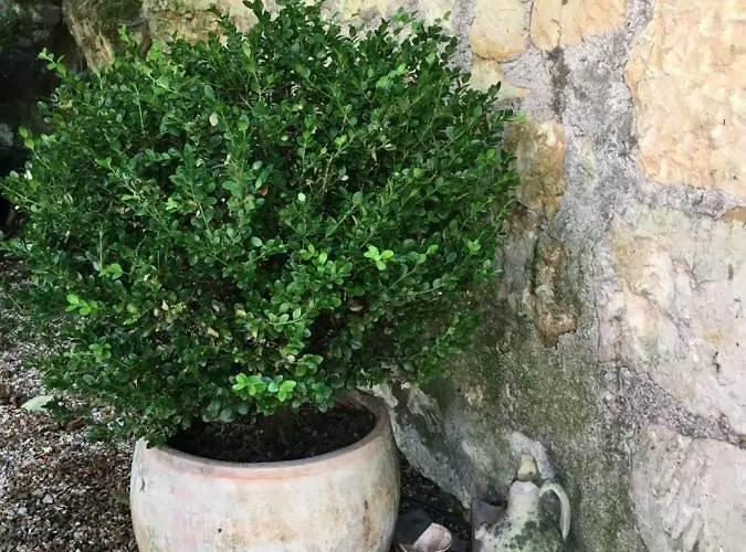 Maison Boheme 別荘